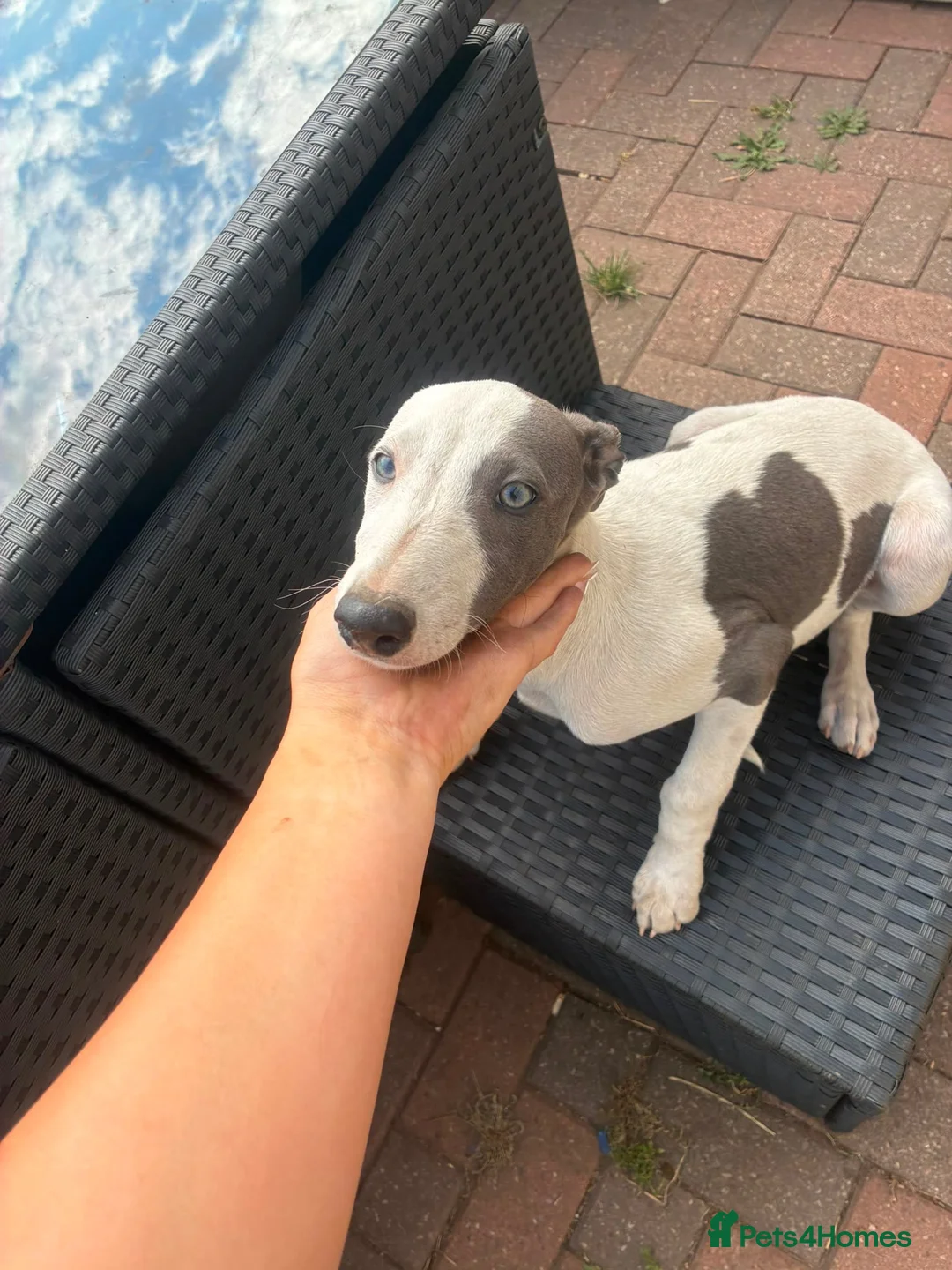 Whippet dogs for sale: Whippet Puppies  - Advert 2