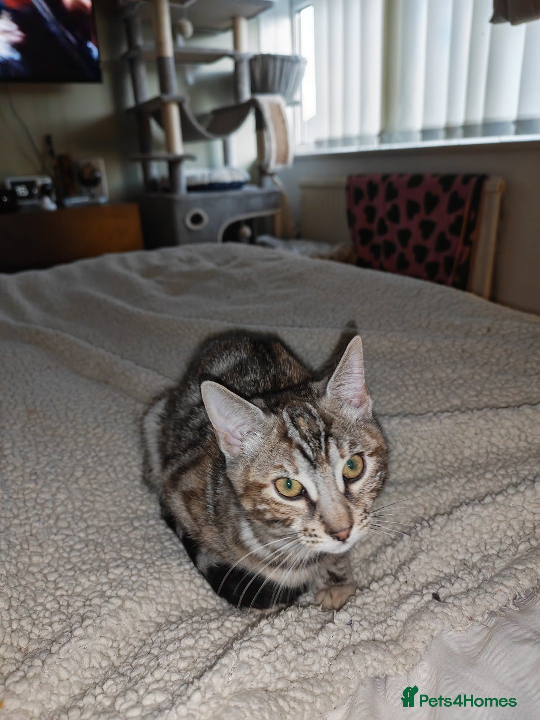 Bengal cats for sale: Half Bengal Female - Advert 3