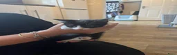 Domestic Shorthair cats for adoption: Bonded pair rescue kittens 10 weeks ready to go in Hook - Advert 7