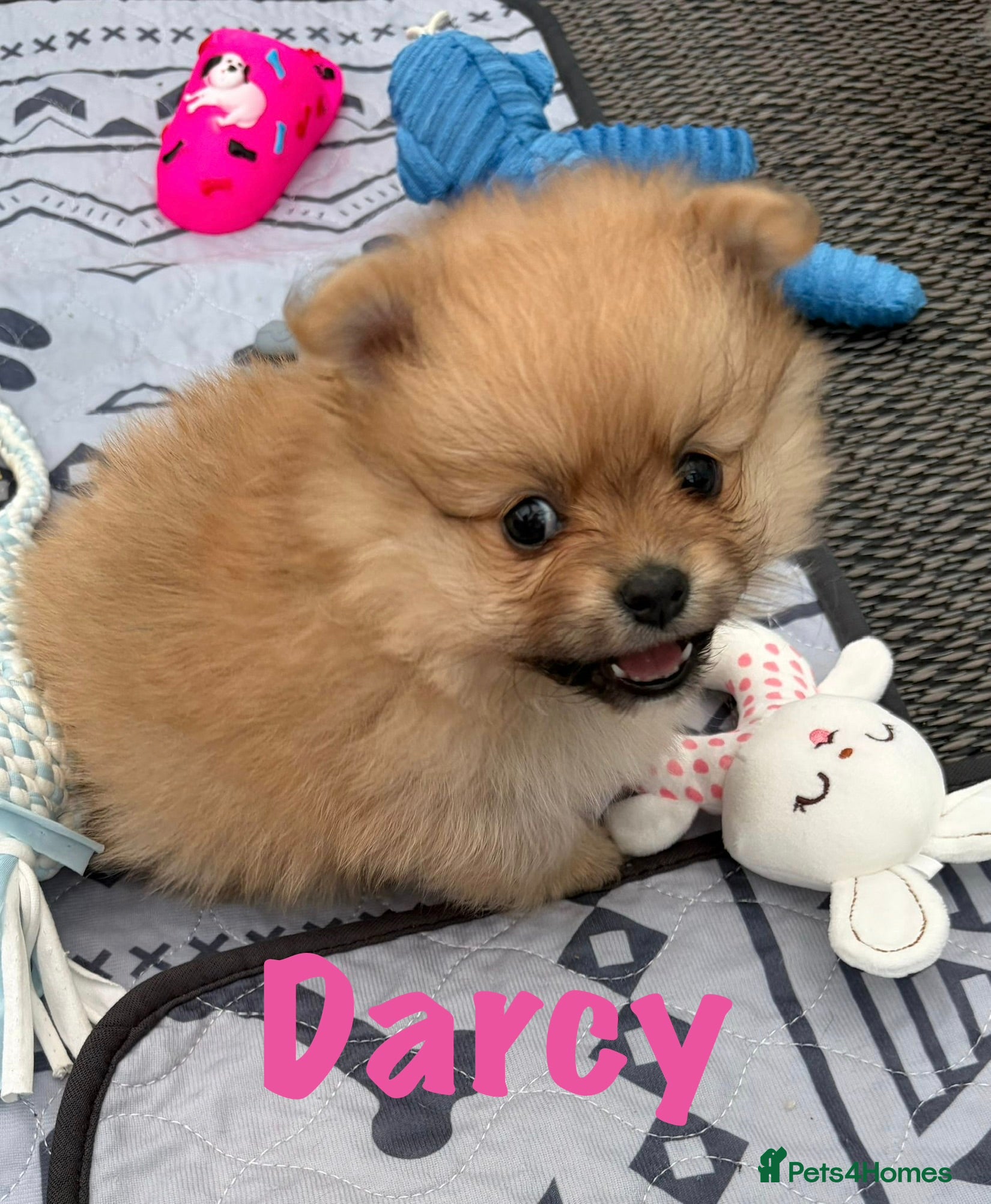 Pomeranian dogs for sale: Pomeranian Puppies Available To Reserve Now in Manchester - Advert 9