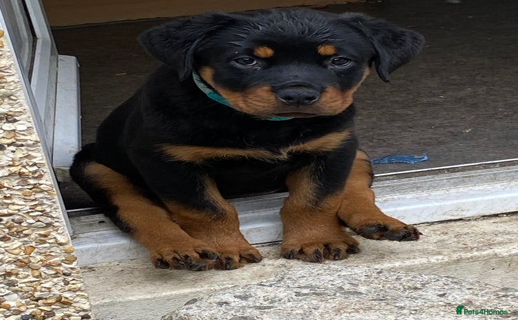 Rottweiler dogs - Advert 3