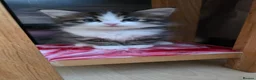 Ragdoll cats for sale: 🐱 Ragdoll Mix Kittens – Ready Soon! - Advert 8