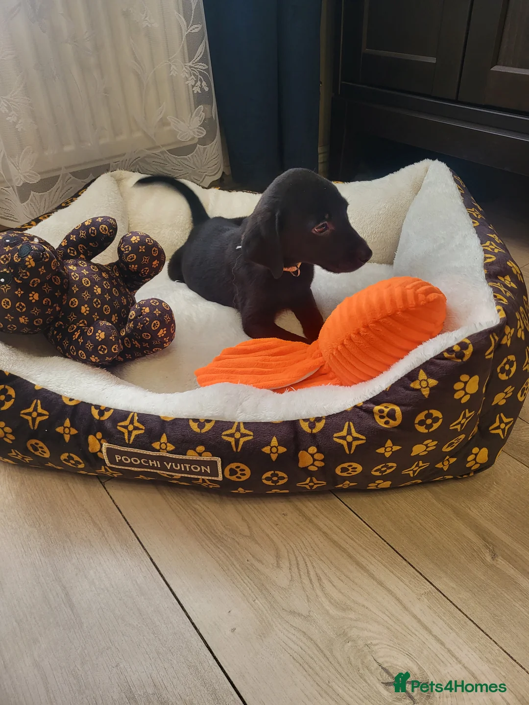 Labrador Retriever dogs for sale: KC registered Labrador Retriever puppies - Advert 7