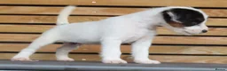 Parson Russell dogs for sale: Quality Parsons Russell Terrier Puppies - Advert 17