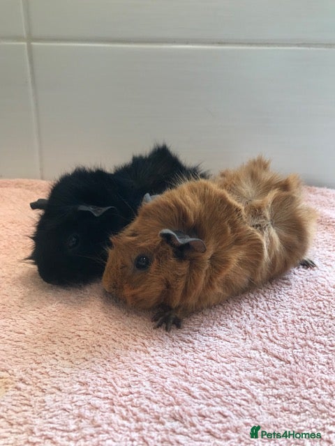 Guinea Pig rodents for sale: Young Pure Bred Rex Boar-Aby Sows & Two Brothers - Advert 3
