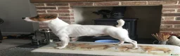 Jack Russell dogs for stud: Jack Russell Terrier proven stud dog  in Kettering - Advert 3
