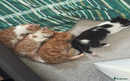 Domestic Shorthair cats for sale: Three Male kittens 🐱  - Image 9