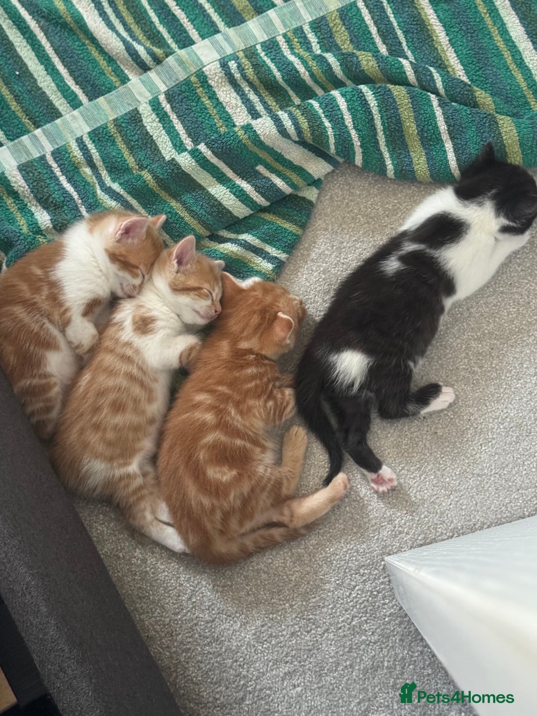 Domestic Shorthair cats for sale: Three Male kittens 🐱  - Image 9