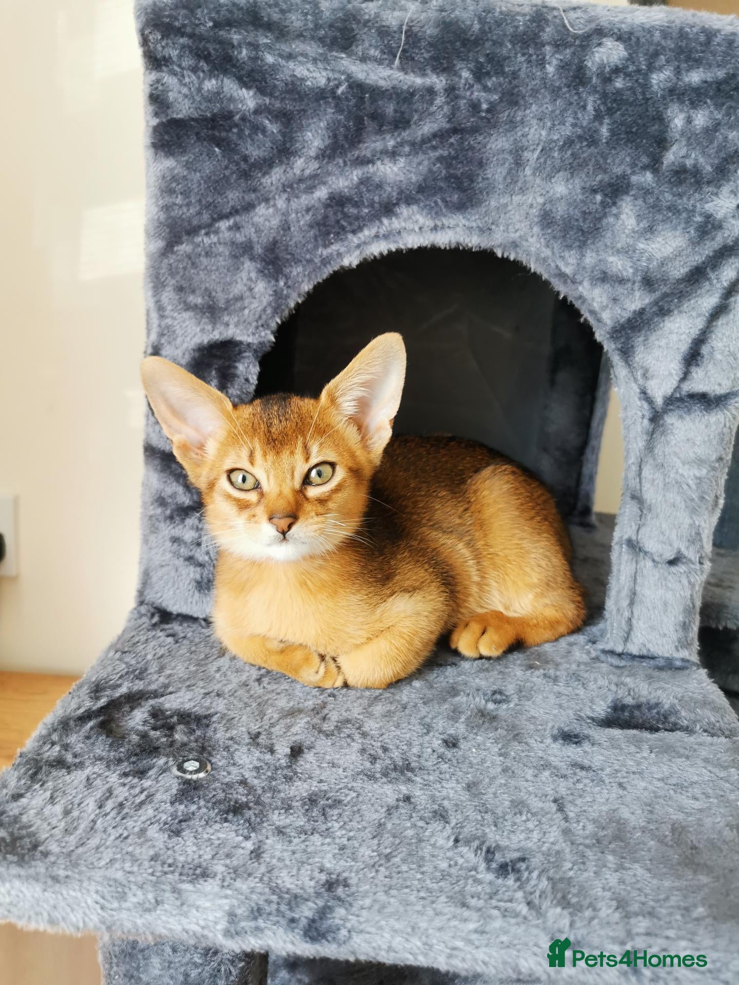 Abyssinian cats Beautiful Abyssinian Kitten ready for reservation  - Advert 1