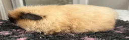 Guinea Pig rodents for sale: Sheltie (silky), coronet, Texel, Merino guinea pig - Advert 3