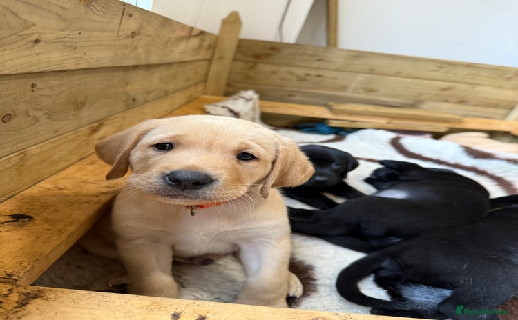 Labrador Retriever dogs - Advert 15