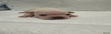 French Bulldog 7