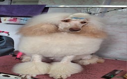 Standard Poodle dogs for sale: Standard poodle pups dark apricot or cream - Image 9
