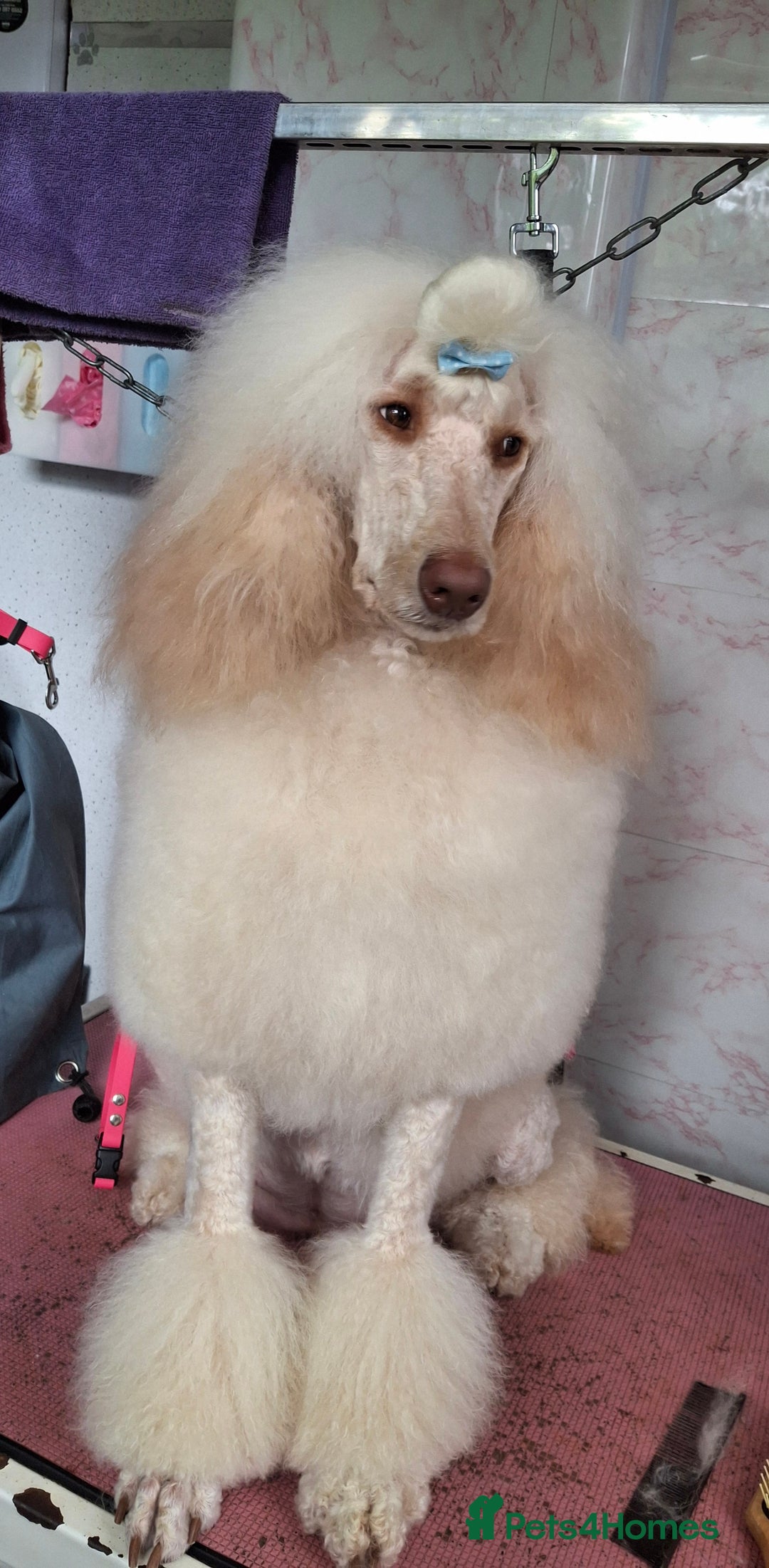 Standard Poodle dogs for sale: Standard poodle pups dark apricot or cream - Image 9