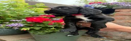 Cocker Spaniel dogs for sale: KC Registered Cocker Spaniel Puppies - Advert 10