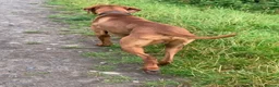Hungarian Vizsla dogs for stud: Hungarian Vizsla for stud! in Llantwit Major - Advert 13