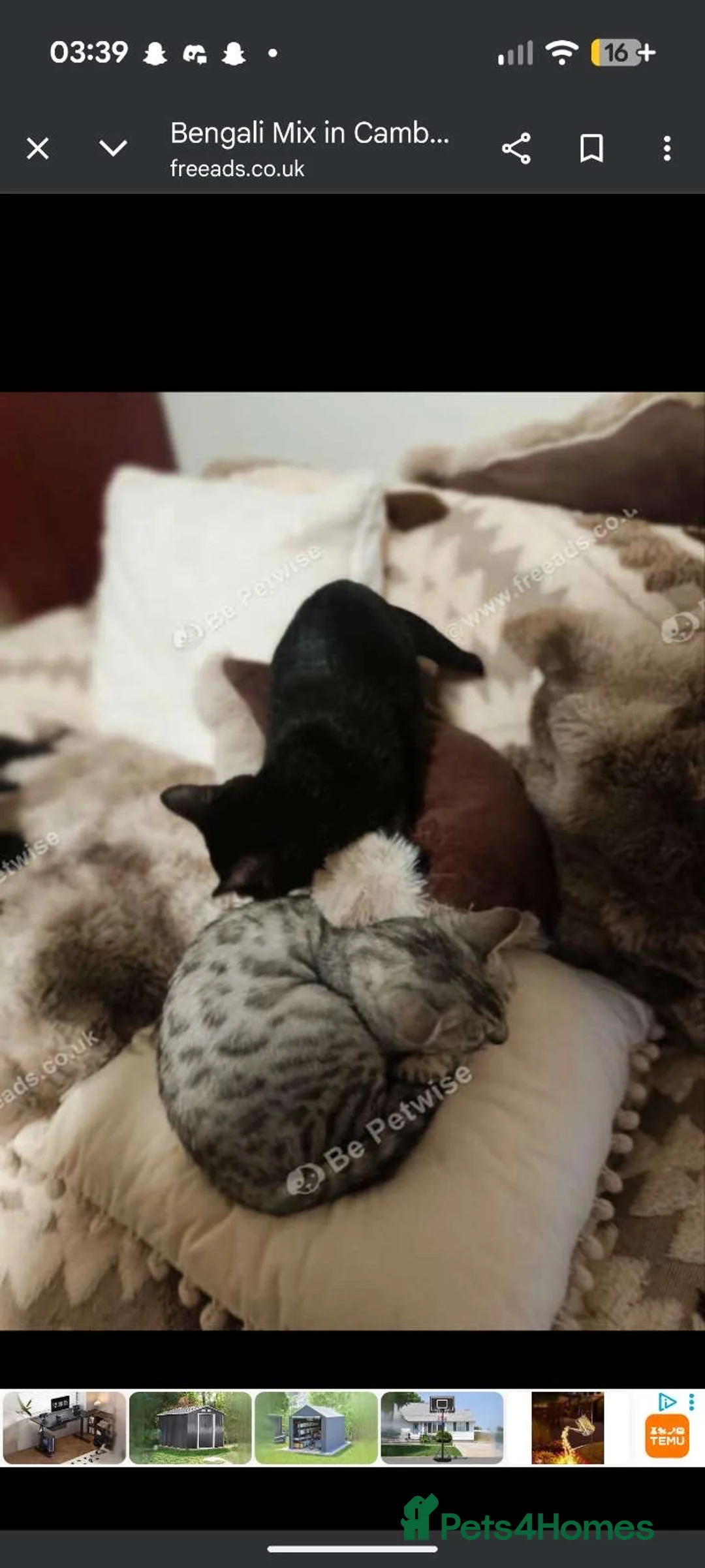 Bengal cats for sale: Black Bengal Kitty - Advert 3