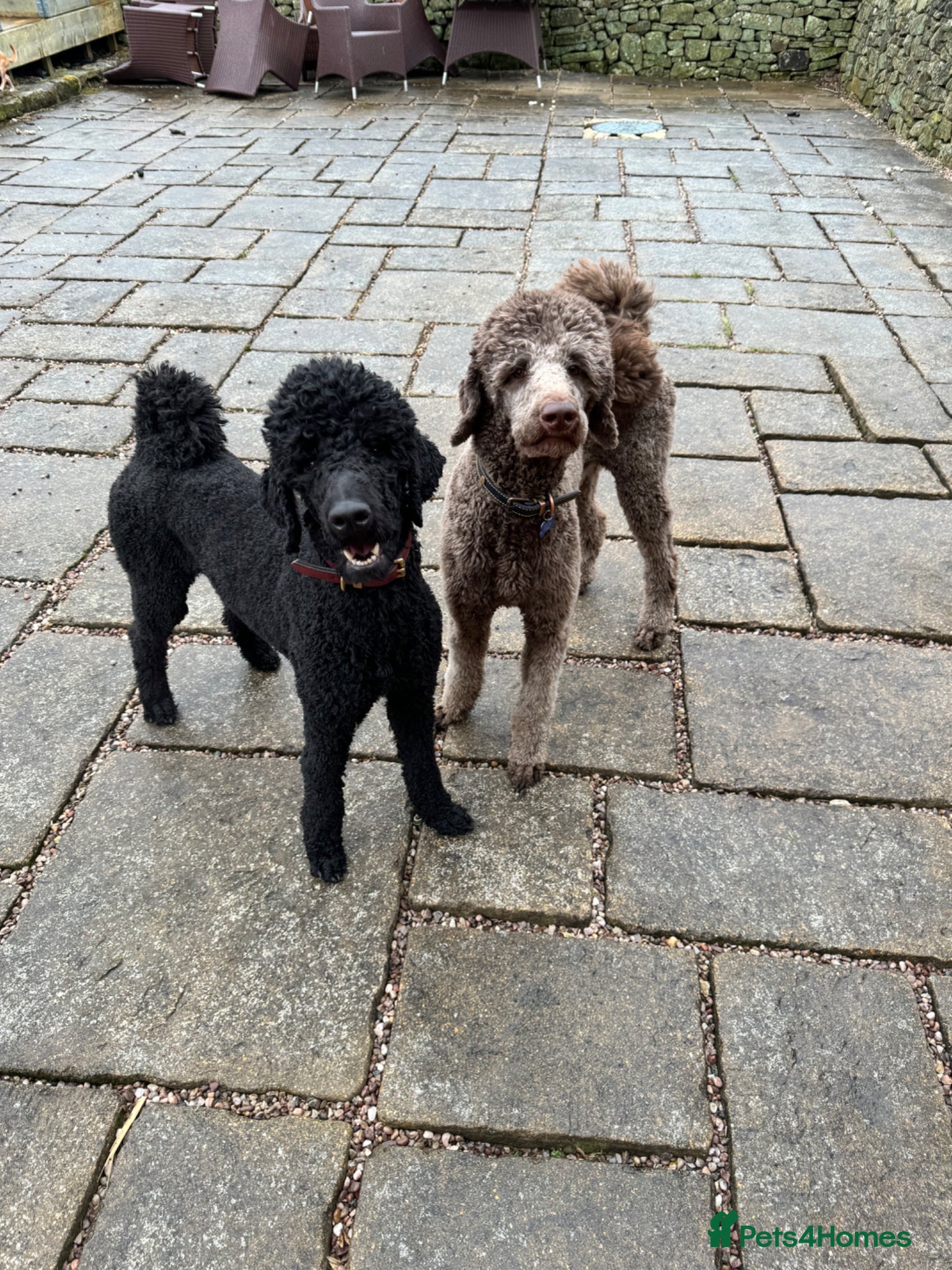 Standard Poodle dogs Standard Poodle Puppies Expected 19th May 2026 - Advert 1