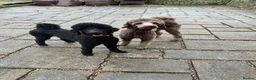 Standard Poodle dogs for sale: Standard Poodle KC Puppies Expected 19th May 2026 - Advert 1