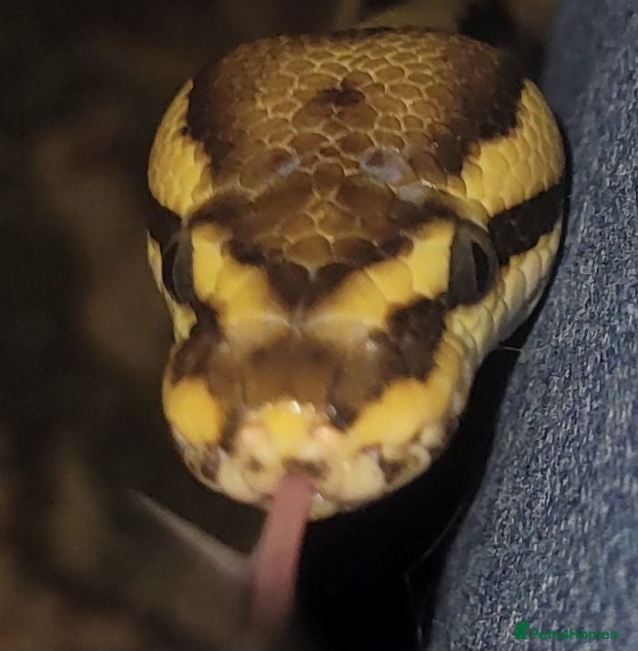 Python Snake reptiles Beautiful Ball Python - Advert 1