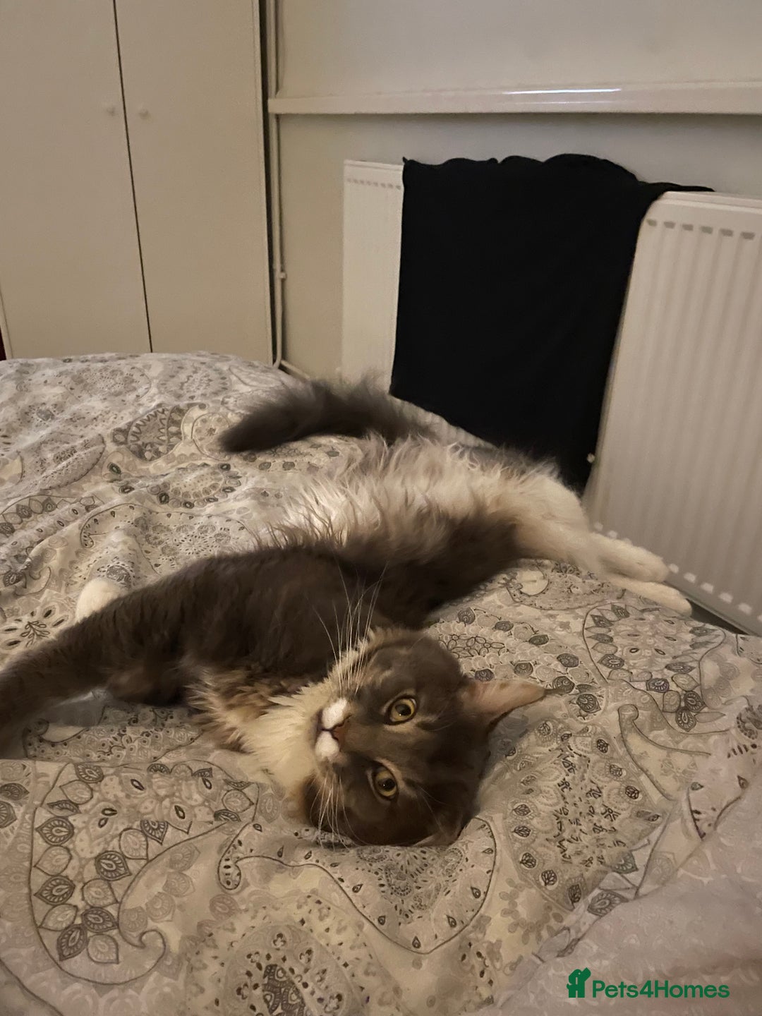Maine Coon cats for sale: Last litter registered Maine coon kittens  - Advert 7