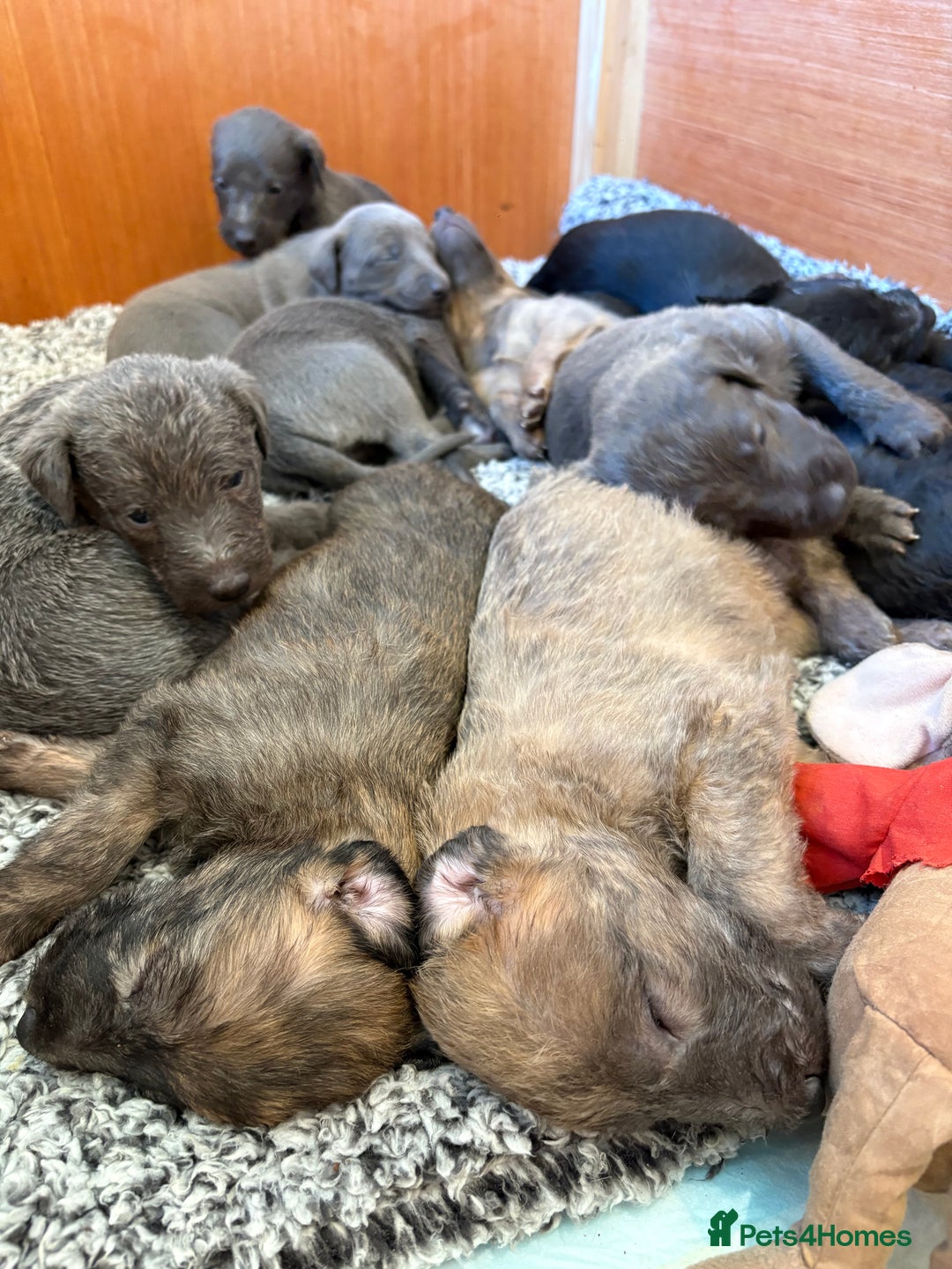 Mixed Breed dogs for sale: Bedlington whippet puppies  - Advert 3