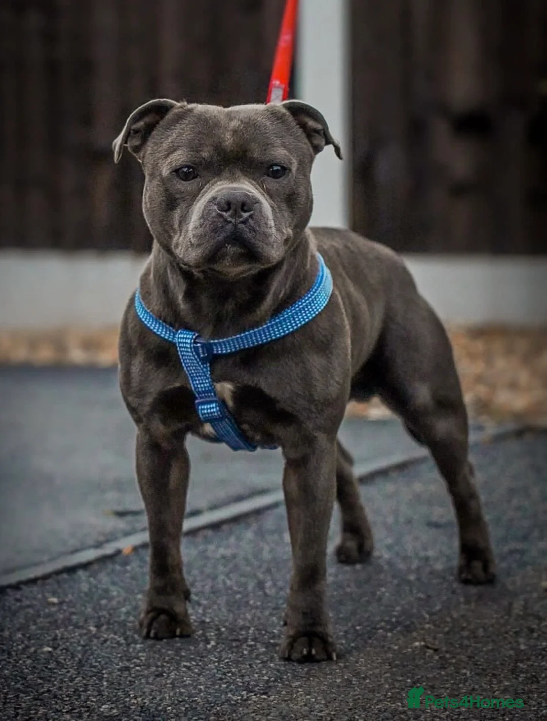 Staffordshire Bull Terrier dogs for stud: EXCEPTIONAL STUD. (litter brother to boss)  in Crewe - Advert 10