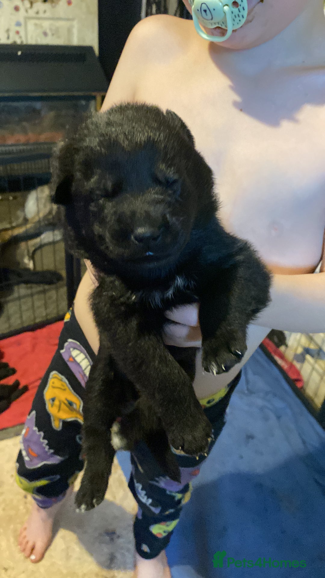 Mixed Breed dogs for sale: German shepherd x chow x lurcher  - Advert 4