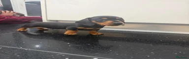 Miniature Dachshund 1
