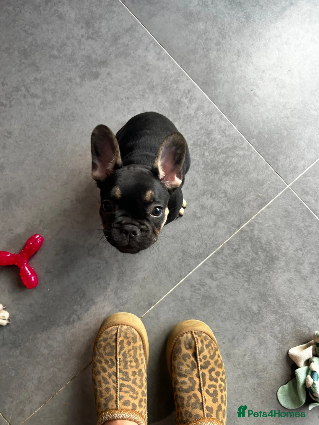 French Bulldog dogs for sale: 1 male French bull dog puppy for sale - Advert 1