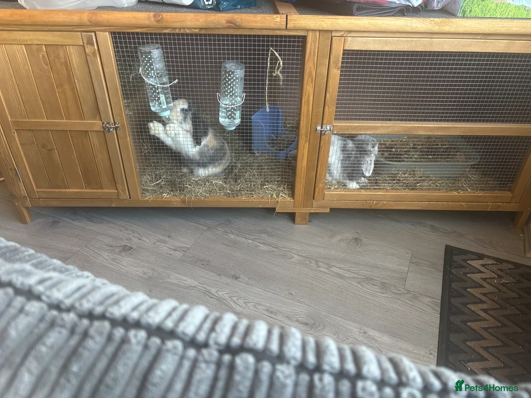 Mini Lop rabbits for sale: X2 mini lops for rehoming in Saint Helens - Advert 2