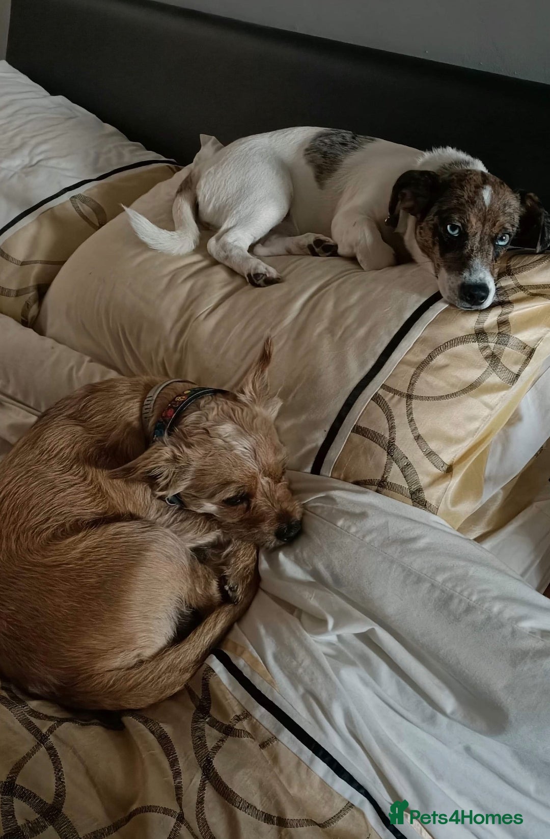 Mixed Breed dogs for sale: Jack-Chi Puppies - 2 Boys Left - Image 8