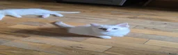Ragdoll cats for sale: 🐾 Beautiful Ragdoll Kittens ready to leave 🐾 - Advert 26