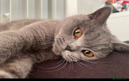 British Shorthair cats for sale: British short hair  - Image 7
