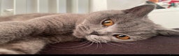 British Shorthair cats for sale: British short hair  - Advert 7