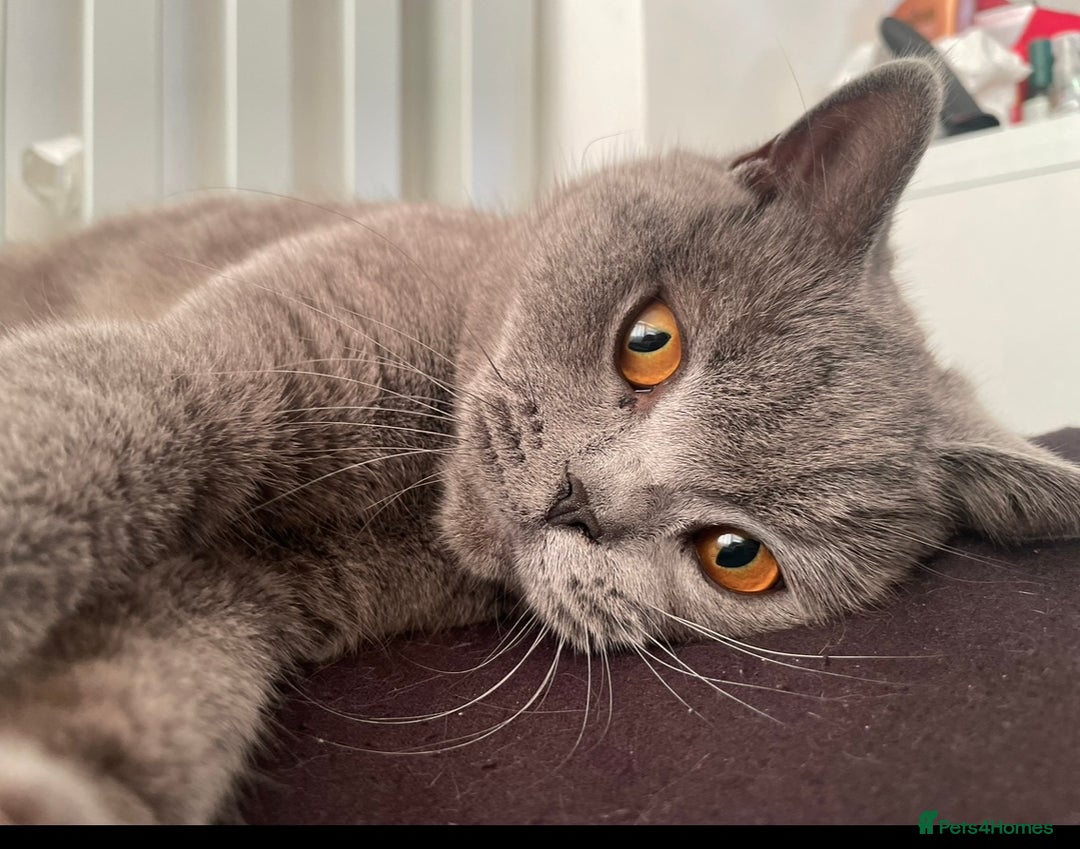 British Shorthair cats for sale: British short hair  - Image 7