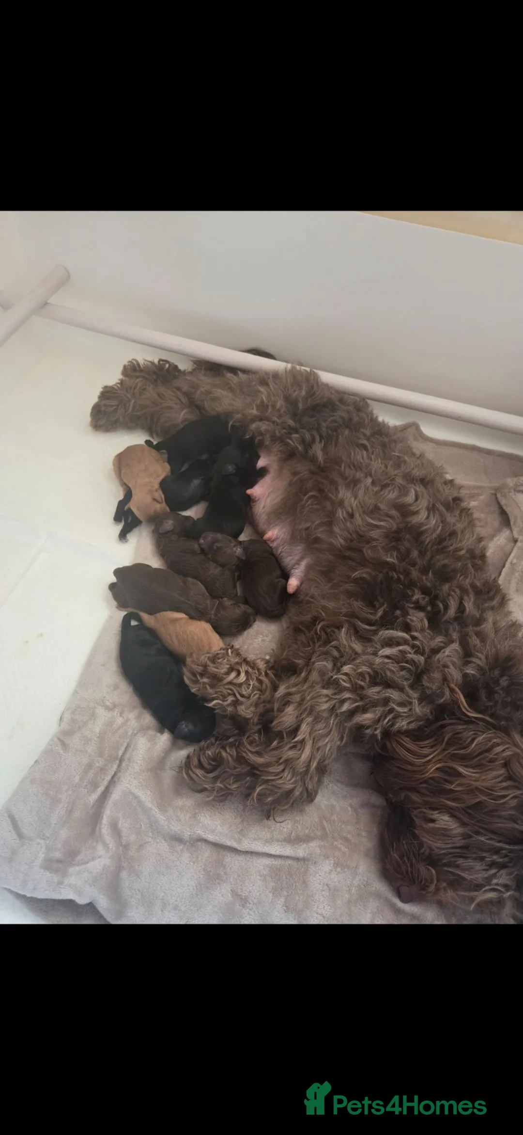 Cockapoo dogs for sale: F2 cockapoo puppies  - Advert 1