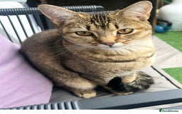 Mixed Breed cats for sale: Bambi - Image 5