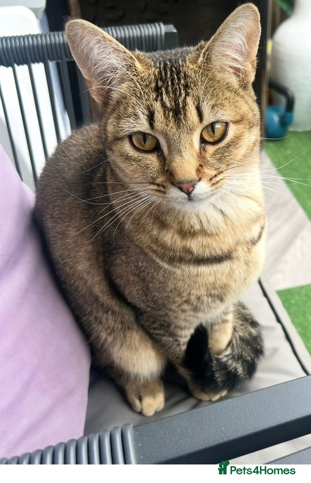 Mixed Breed cats for sale: Bambi - Image 5