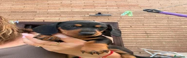 Miniature Dachshund 1