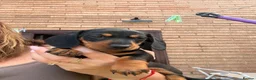 Miniature Dachshund dogs for sale: Miniature dachshund  - Advert 2