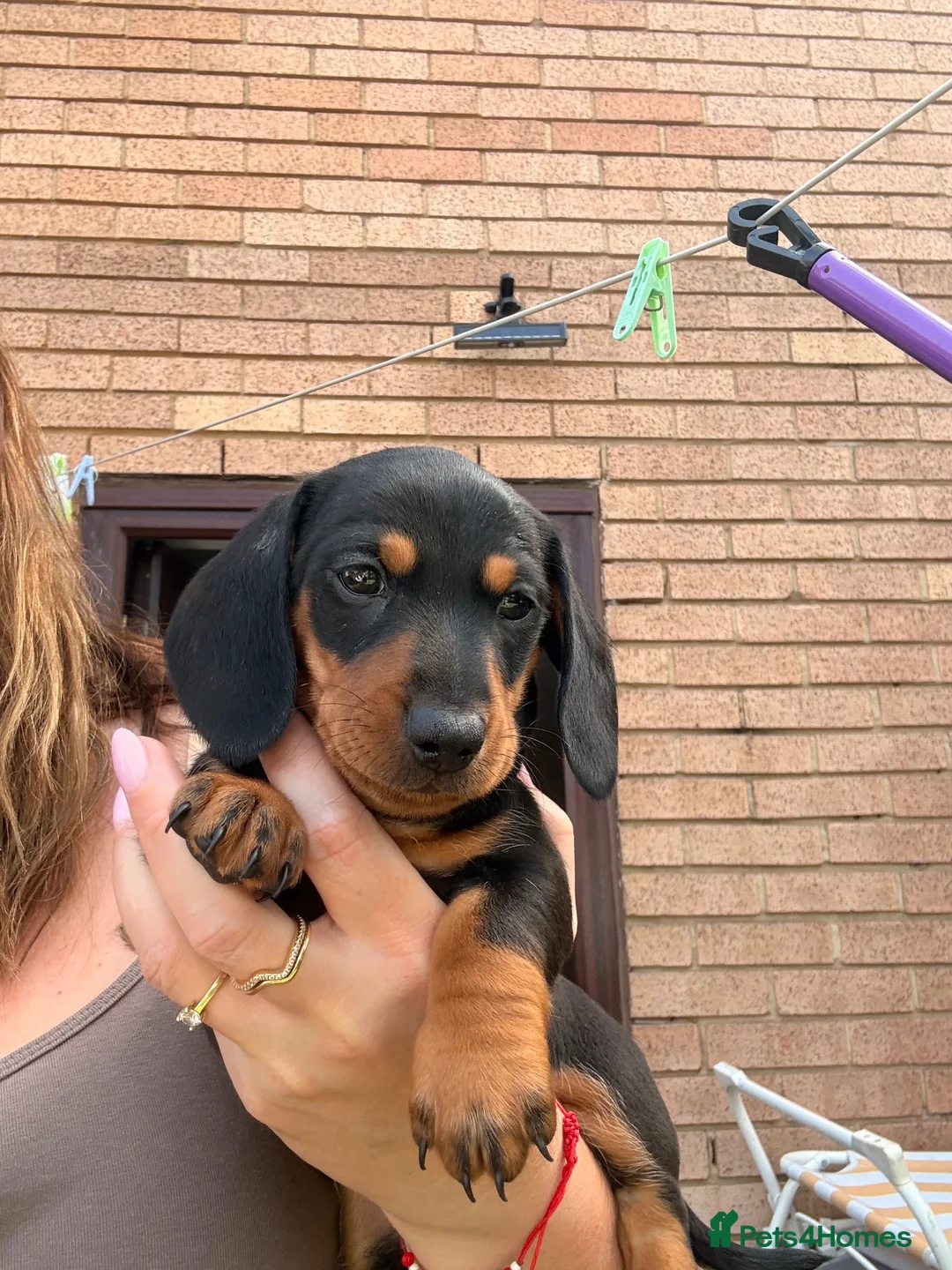 Miniature Dachshund dogs for sale: Miniature dachshund  - Advert 2