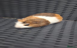 Guinea Pig rodents for sale: 6 baby girl guinea pigs  - Image 10