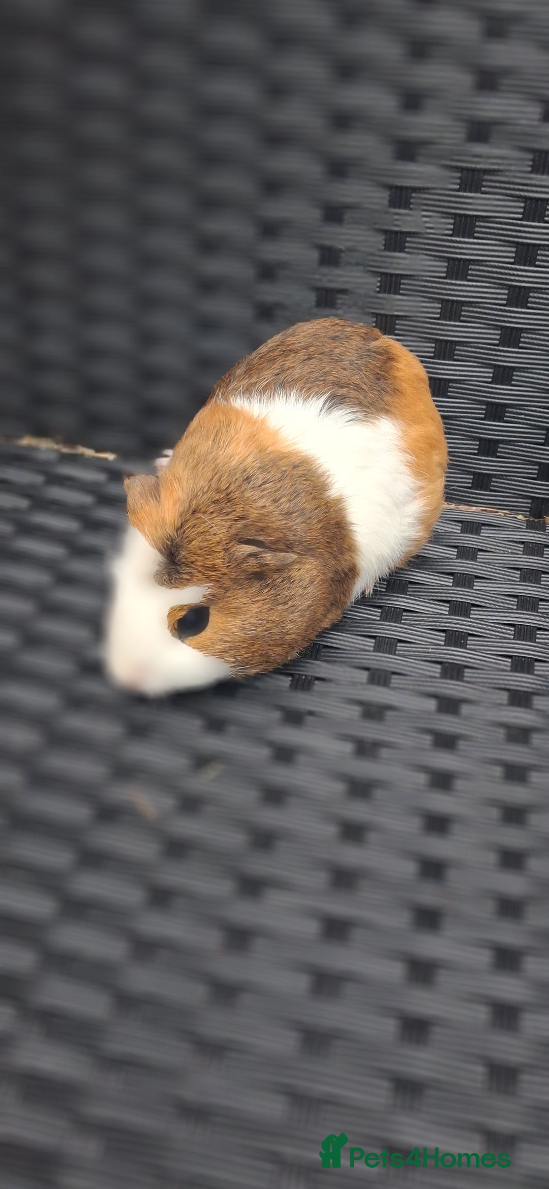 Guinea Pig rodents for sale: 6 baby girl guinea pigs  - Image 10