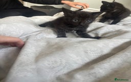 British Shorthair cats for sale: Kittens ready now - Advert 3