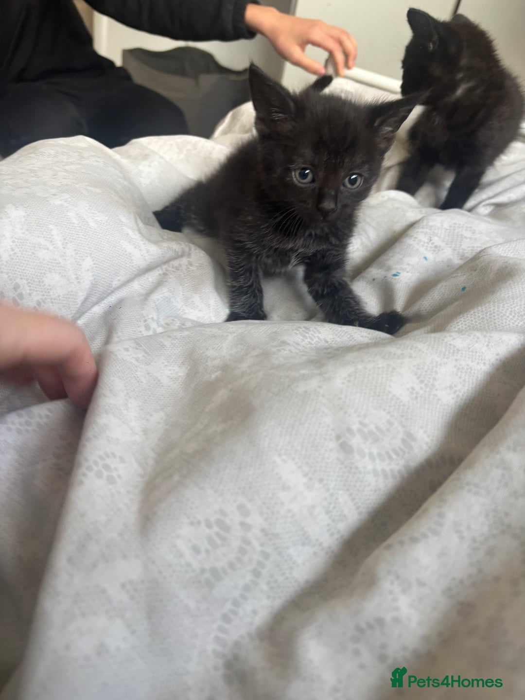 British Shorthair cats for sale: Kittens ready now - Advert 3