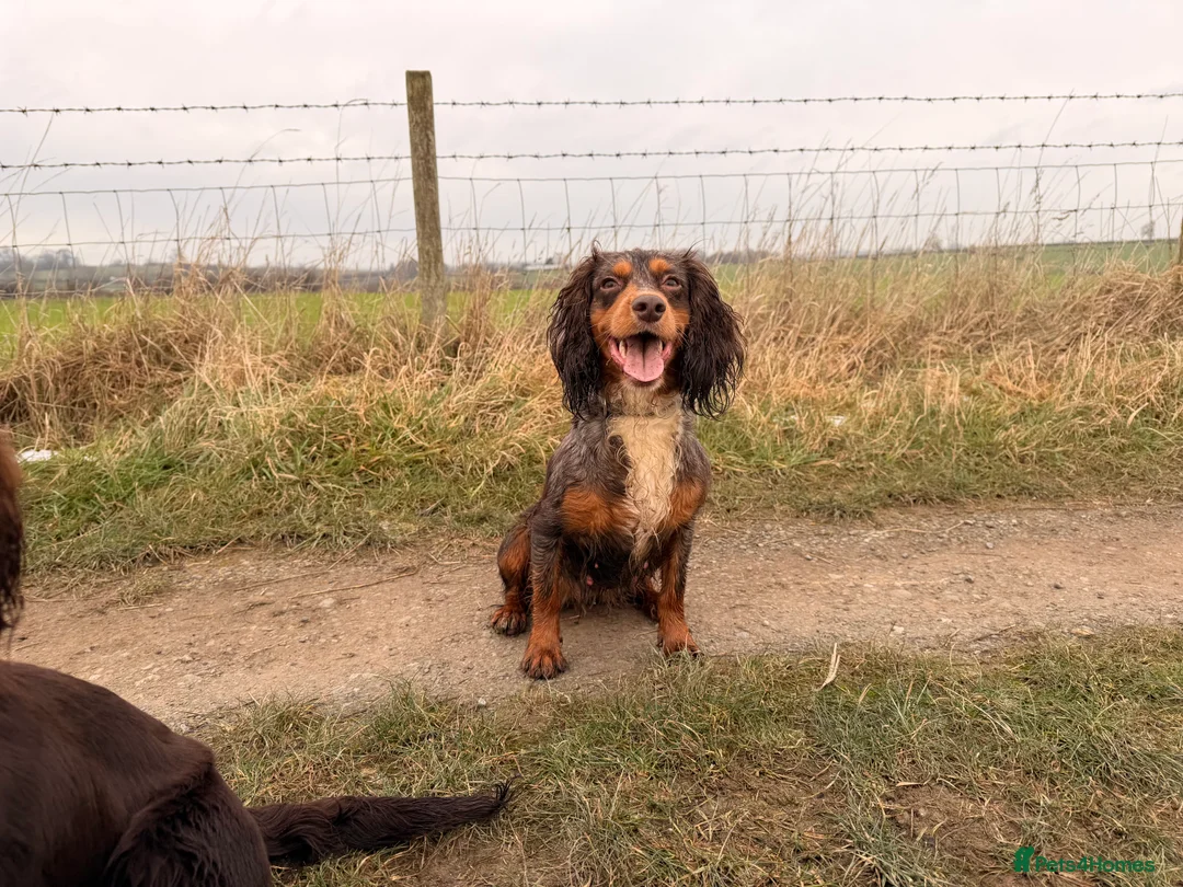 Cocker Spaniel dogs for sale: Working Cocker spaniels  in Darlington - Advert 6