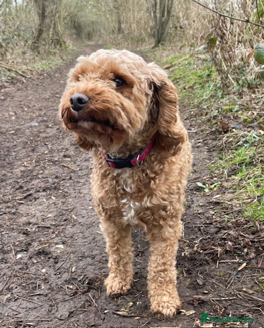 Cockapoo dogs for sale: *Stunning  litter of F2 cockapoo puppies*** - Advert 11