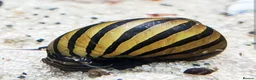 Danios fish for sale: Assorted Danios and other fish available - Advert 5