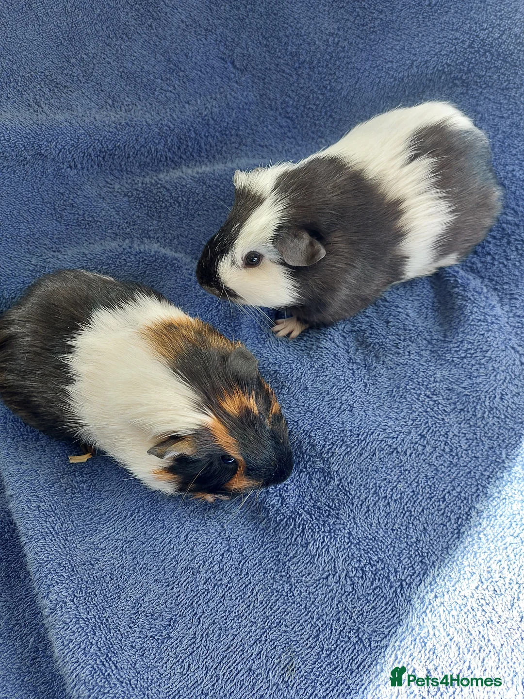 Guinea Pig rodents for sale: Chess & Ziggy  in Boston - Advert 1